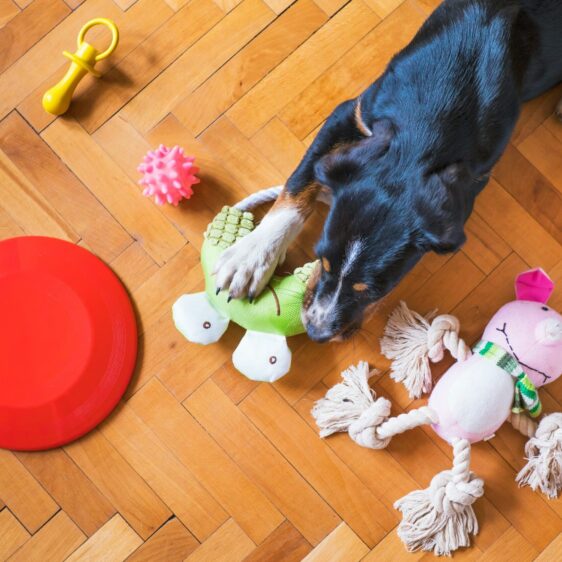 How Happy Pet Products Limited repositioned itself and returned to profitable growth through strategic transformation